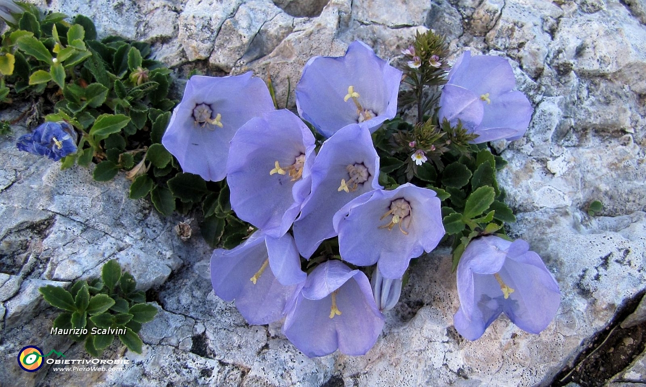 10 Si disarrampica tra bellissime Campanule Raineri....JPG